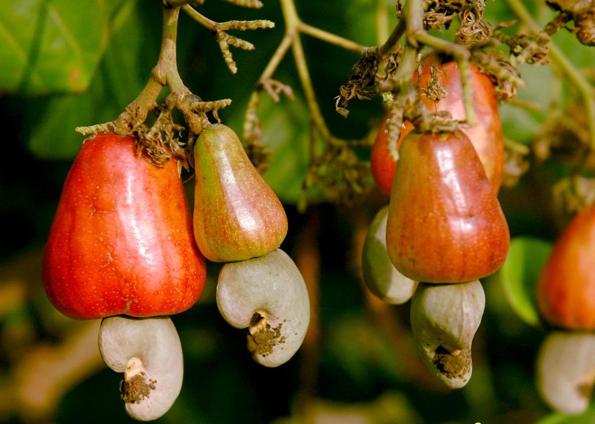 Cashew Farming in Sindhudurg