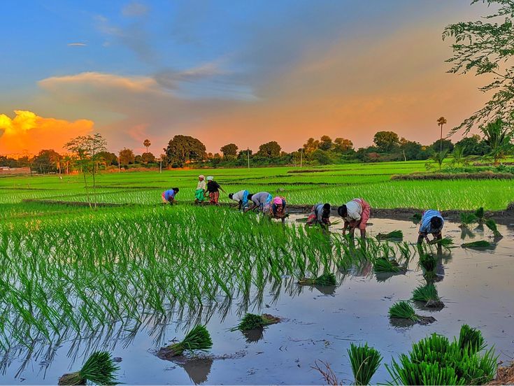 Agriculture & Plantations