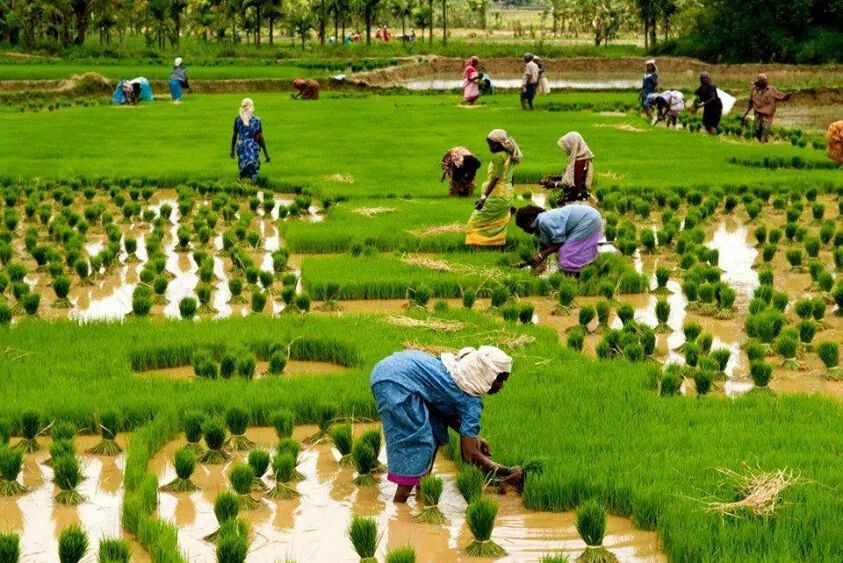 Rice Cultivation in Sindhudurg